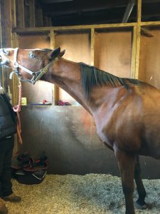 Carrot Stretch Exercises to improve horses core and mobility - Neck Stretch
