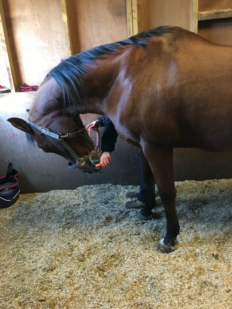 Carrot Stretch Exercises to improve horse's core and mobility - Head to Chest