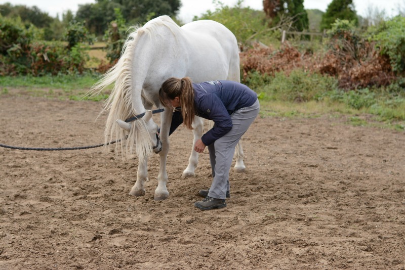 Carrot Stretch Exercises to improve horse's core and mobility - Head t...