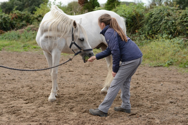 Lateral Bending Exercise to improve horse's core and mobility