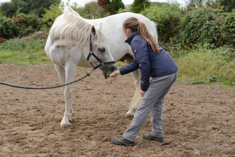7 exercises to improve your horse’s core stability and mobility