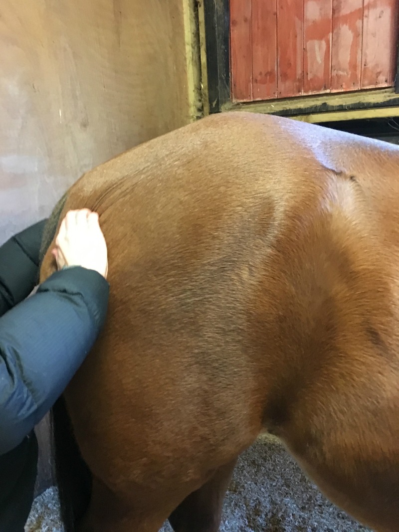 Pelvic Tilt Reflex Response to improve horse's core and mobility