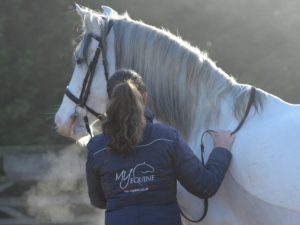 Inhand Work with Horse | Mary Yiannoullou Essex