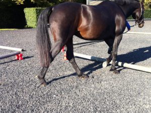 Horse Rehabilitation Polework | Mary Yiannoullou Essex