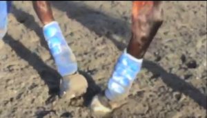 Horse & Rider Biomechanics Essex | Mary Yiannoullou