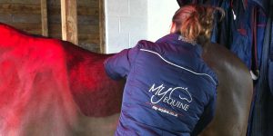 Equine Sports Massage Therapist Essex | Mary Yiannoullou