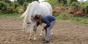 Carrot Stretch | Equine Sports Massage Therapist Essex | Mary Yiannoullou